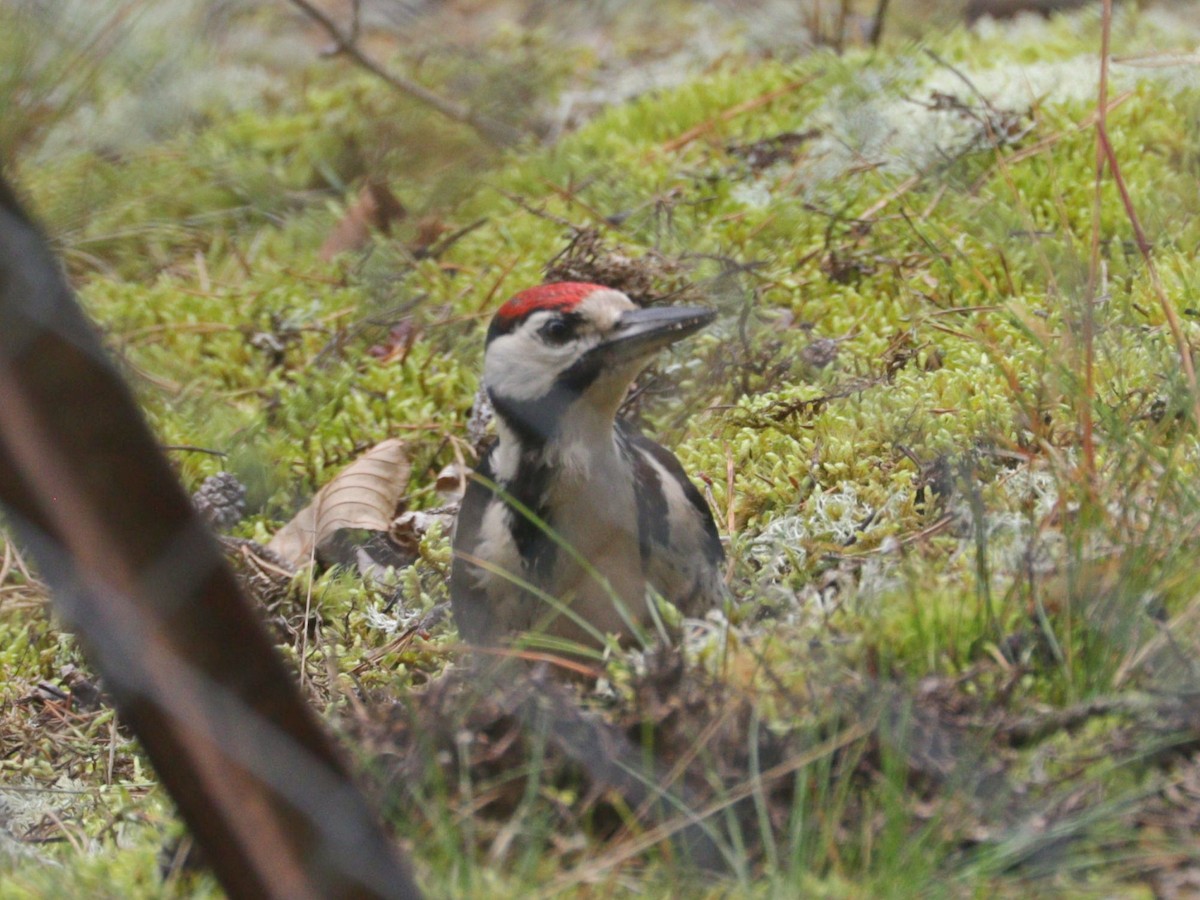 Great Spotted Woodpecker - ML622000966