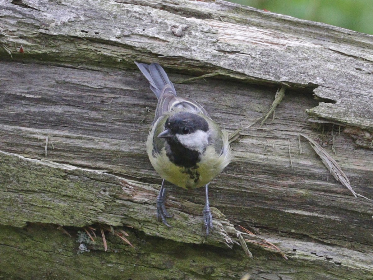 Great Tit - ML622000973