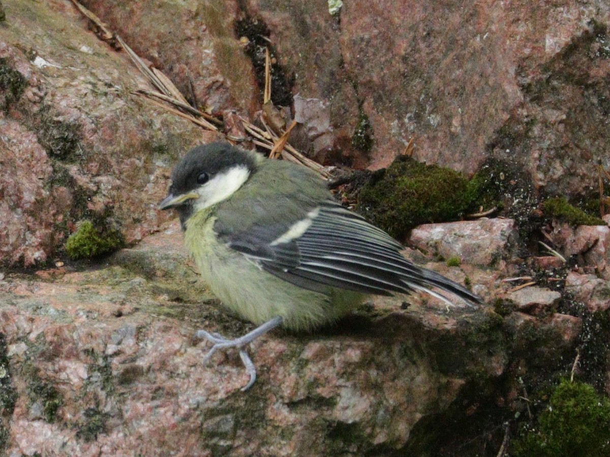 Great Tit - ML622000974