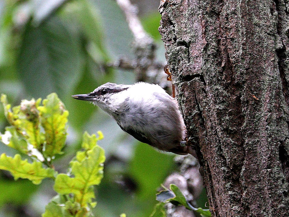 Eurasian Nuthatch - ML622000977