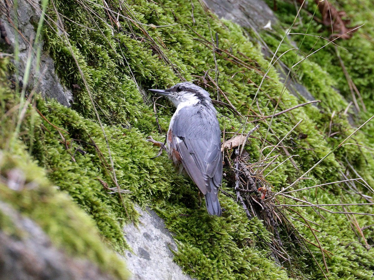 Eurasian Nuthatch - ML622000978
