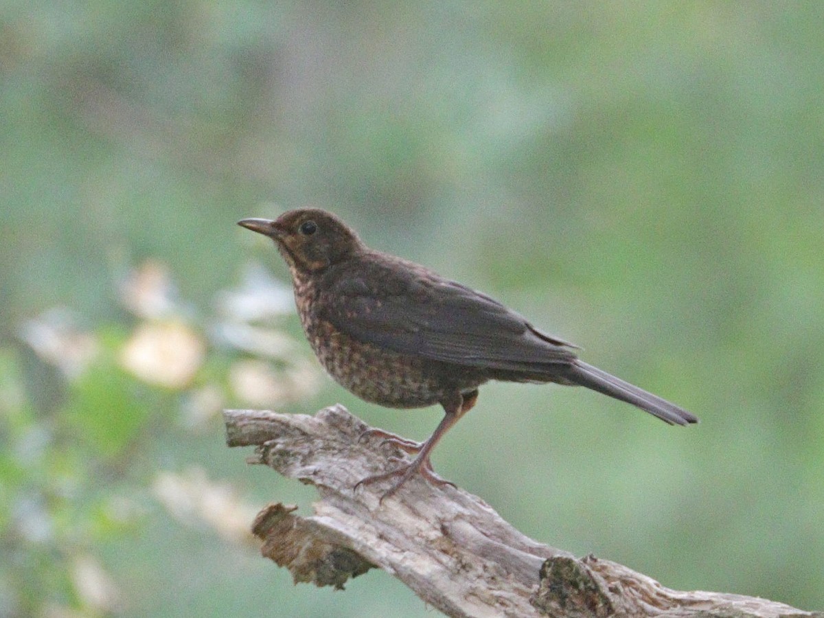 Eurasian Blackbird - ML622000981