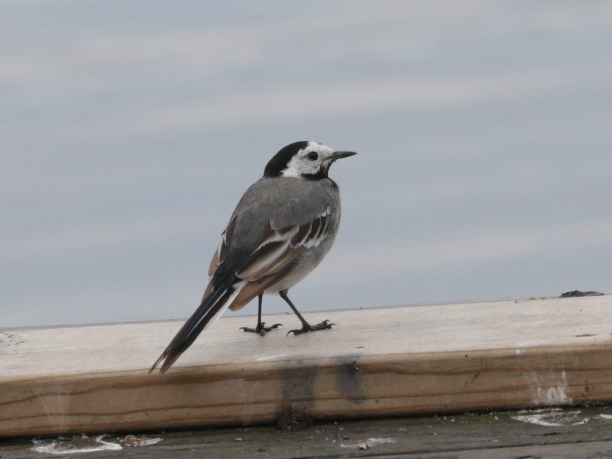 White Wagtail (White-faced) - ML622000991
