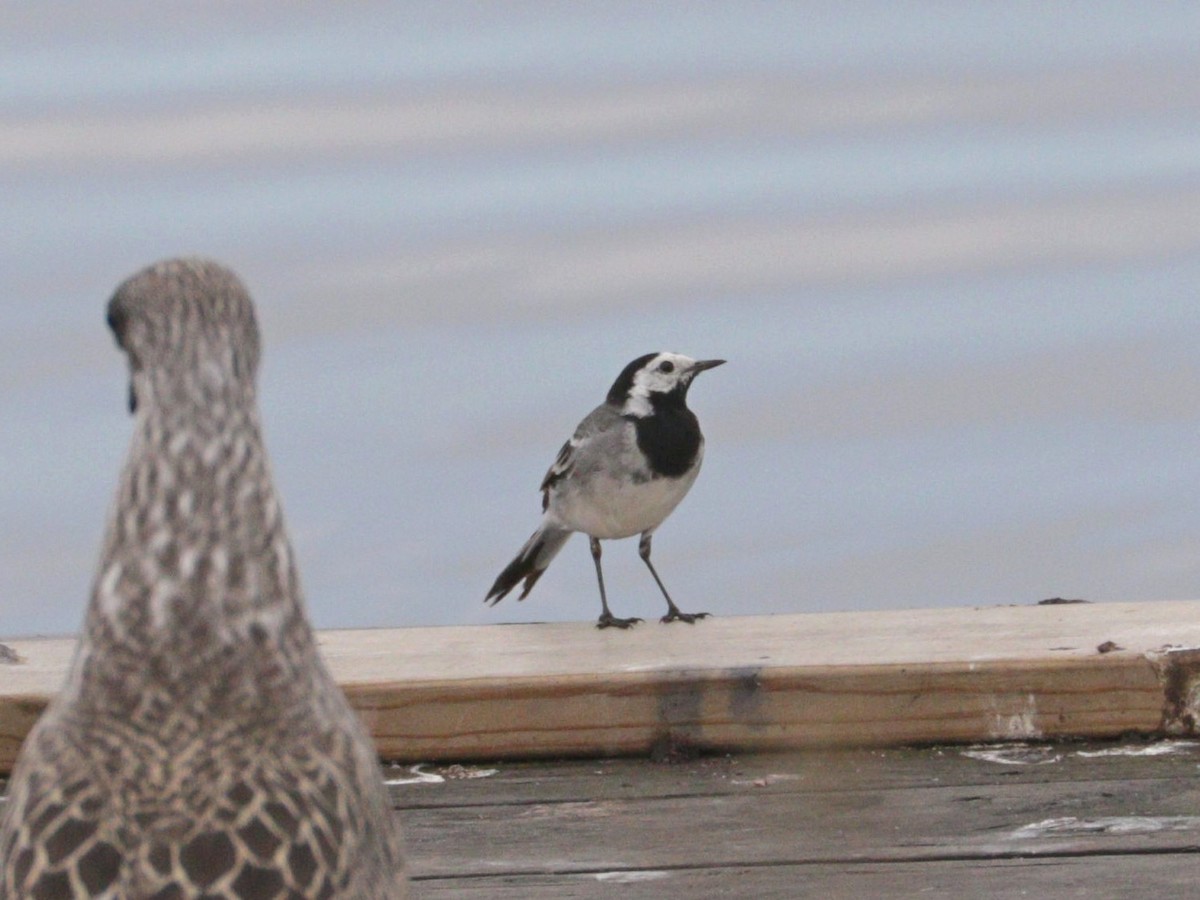 White Wagtail (White-faced) - ML622000992