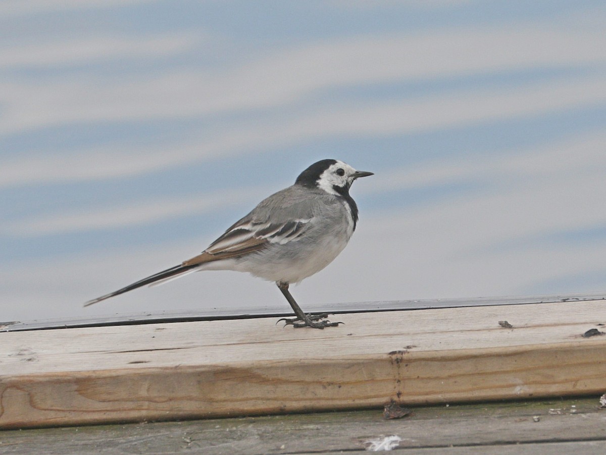 White Wagtail (White-faced) - ML622000993
