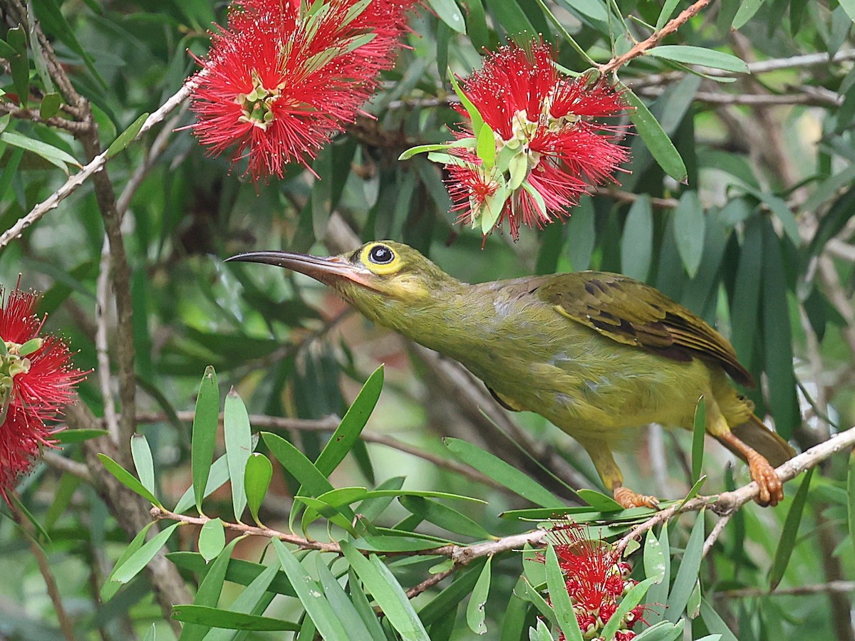 Spectacled Spiderhunter - ML622001026