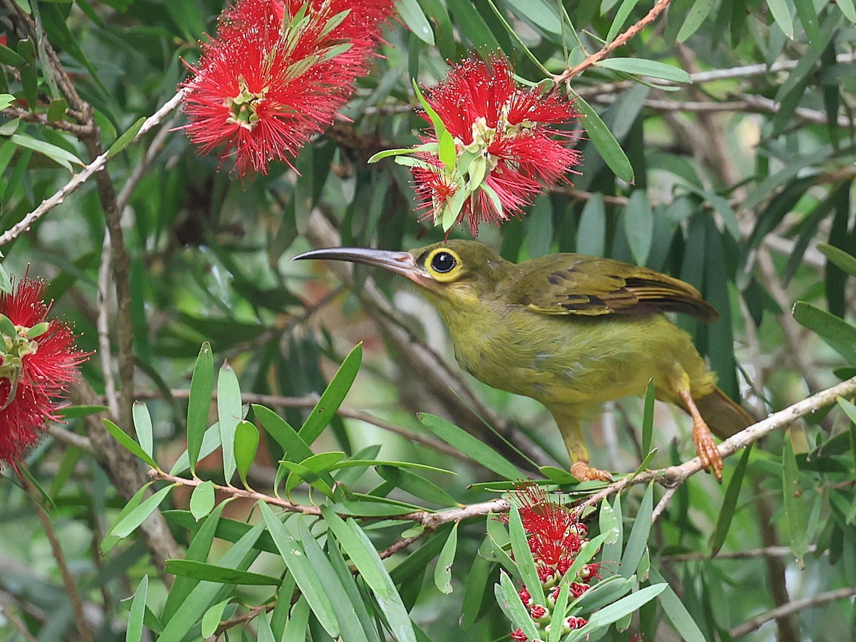 Spectacled Spiderhunter - ML622001027