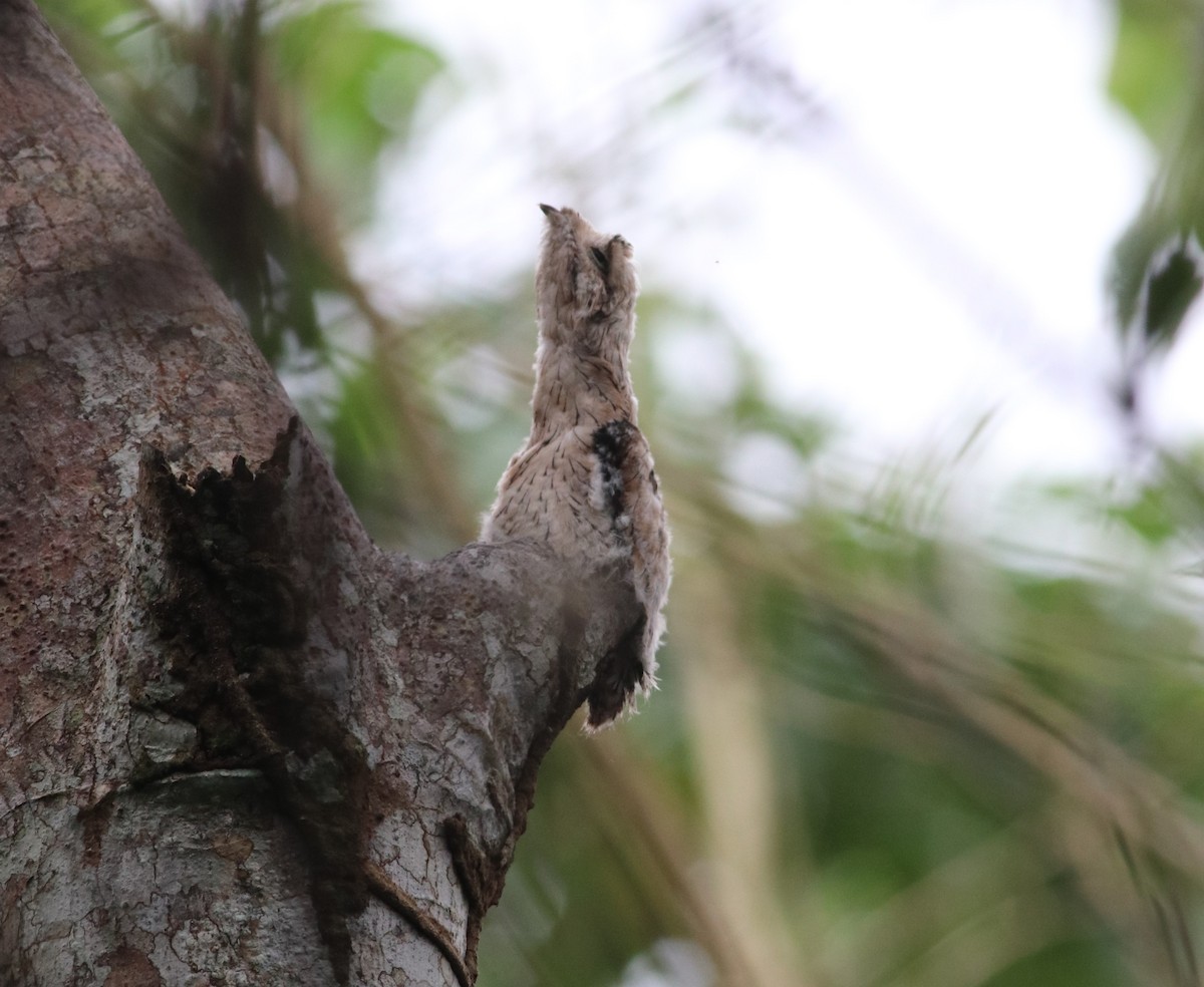 Common Potoo - Brent Bomkamp