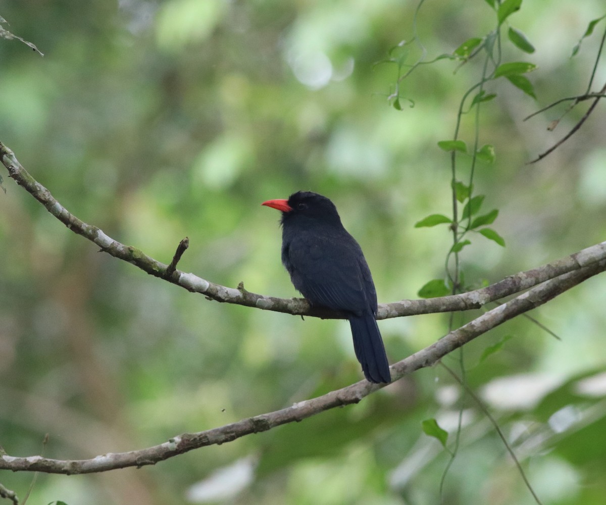 Black-fronted Nunbird - ML622001062