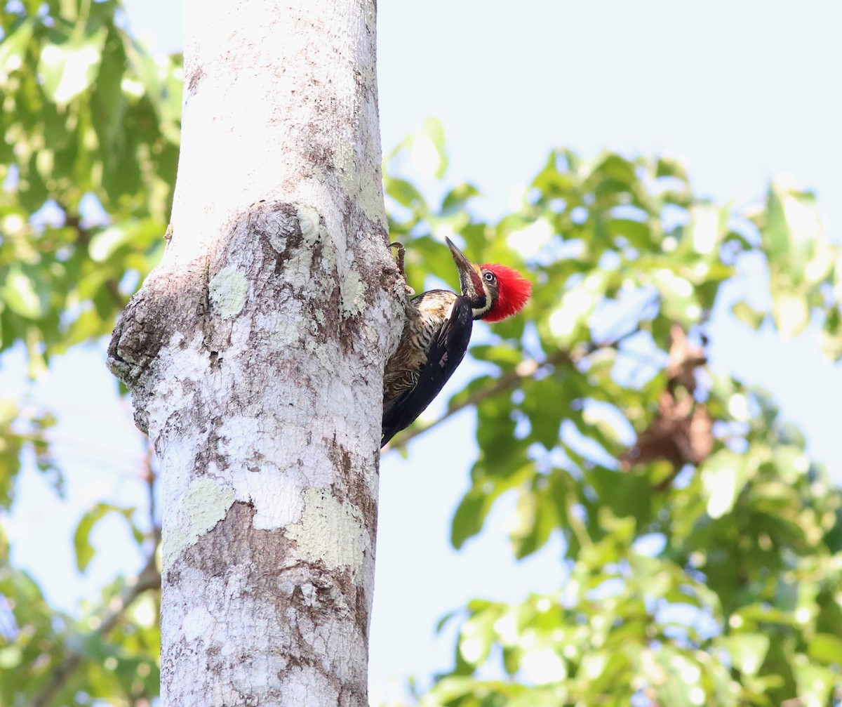 Lineated Woodpecker - ML622001064