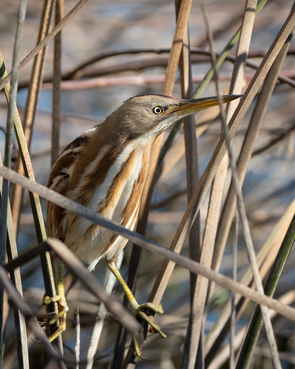 Stripe-backed Bittern - ML622001073