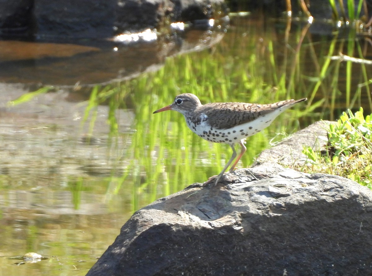 Spotted Sandpiper - ML622001095