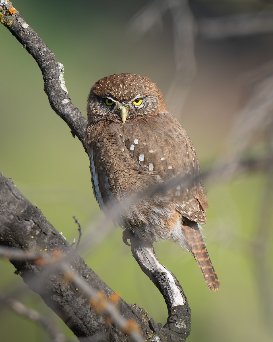 Austral Pygmy-Owl - ML622001131