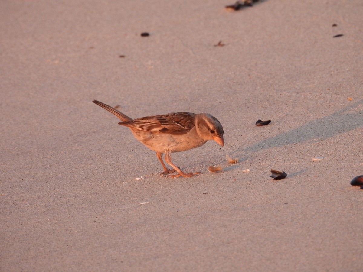 House Sparrow - ML622001132