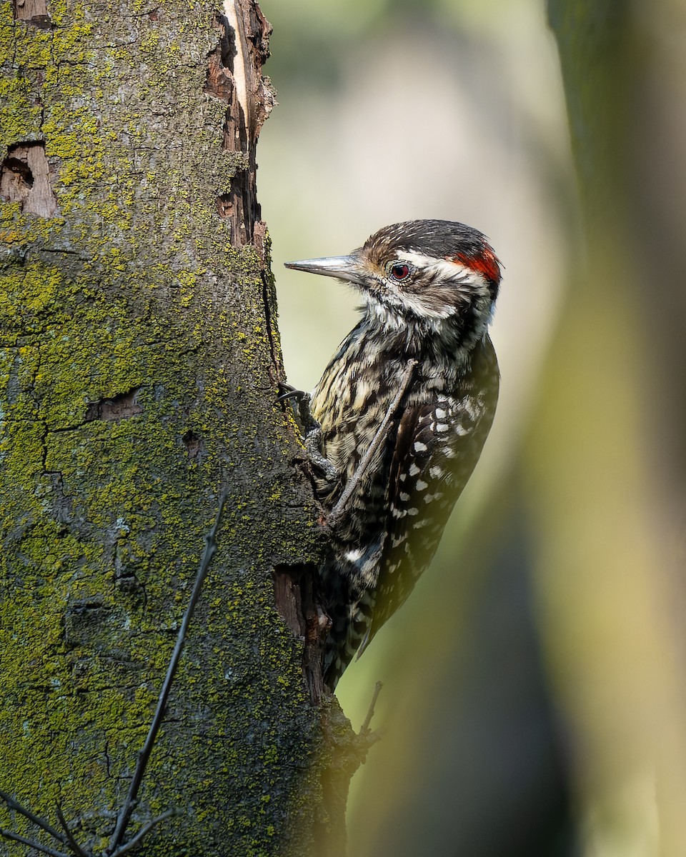 Striped Woodpecker - ML622001164