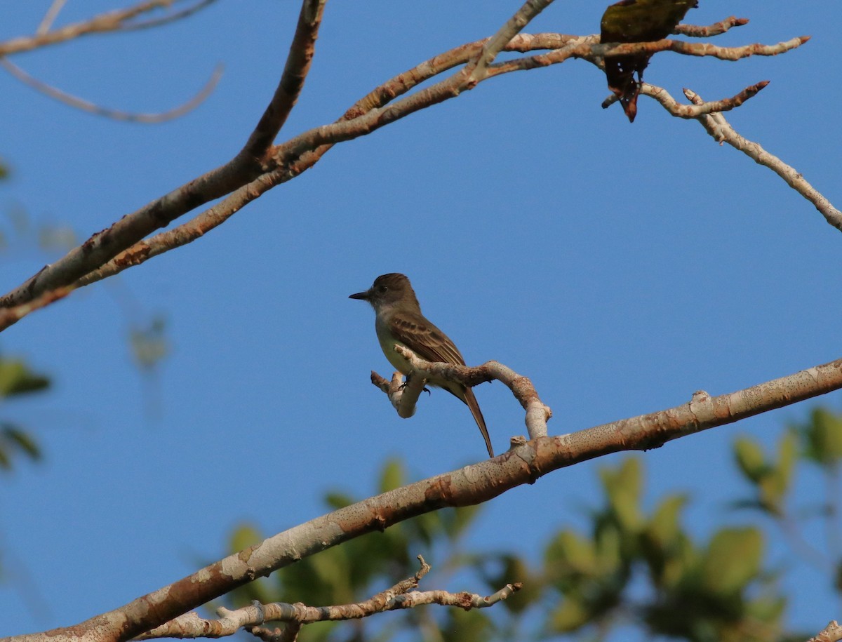 Short-crested Flycatcher - Brent Bomkamp