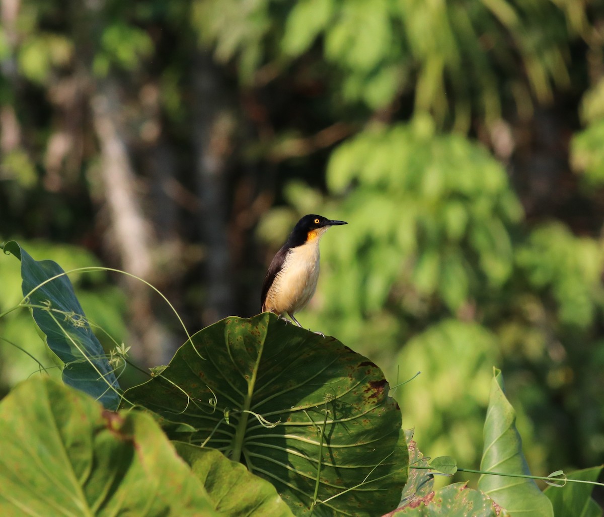 Black-capped Donacobius - Brent Bomkamp