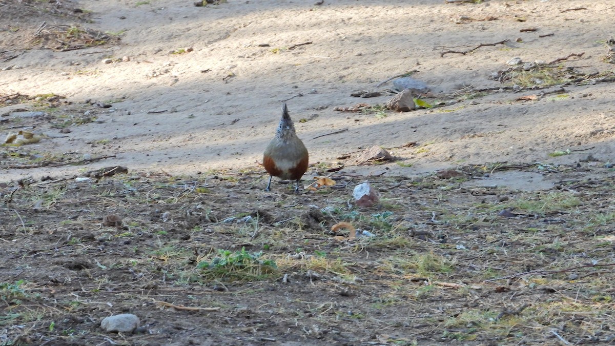 Crested Gallito - ML622001293