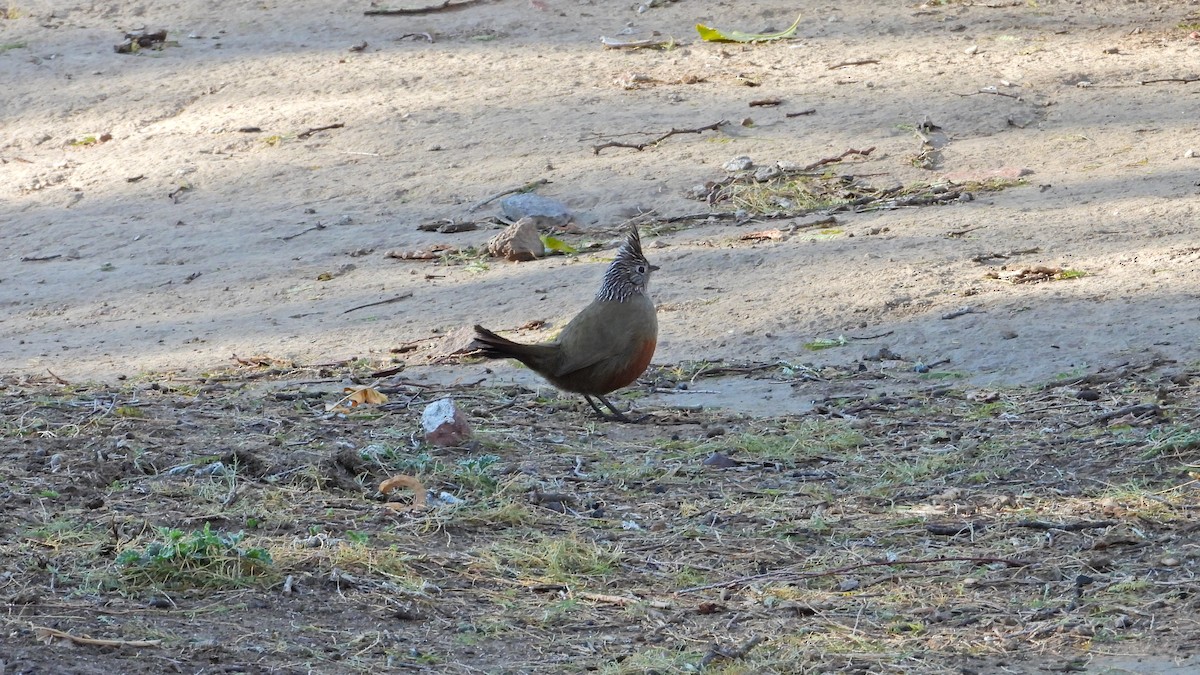 Crested Gallito - ML622001294