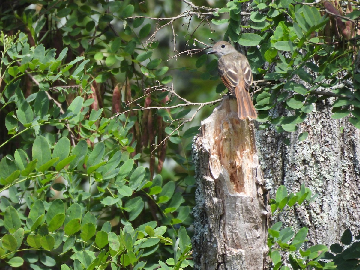 Great Crested Flycatcher - ML622001319