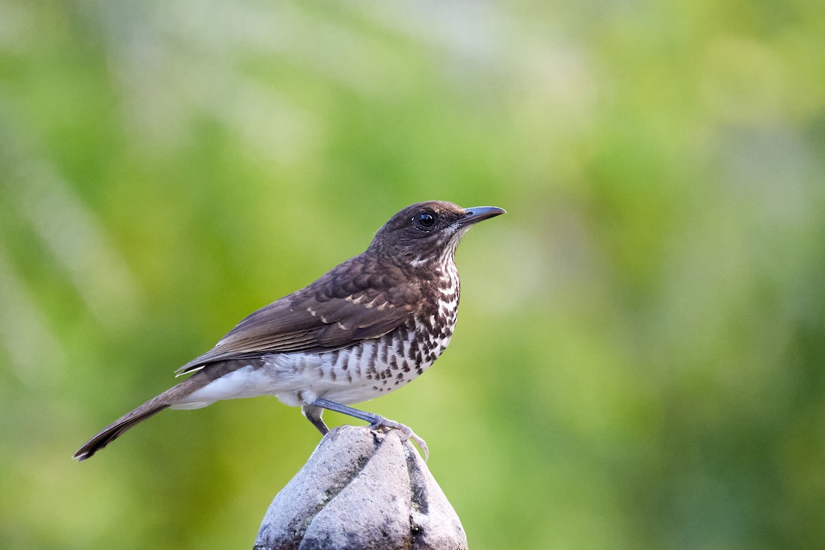 Marañon Thrush - ML622001403