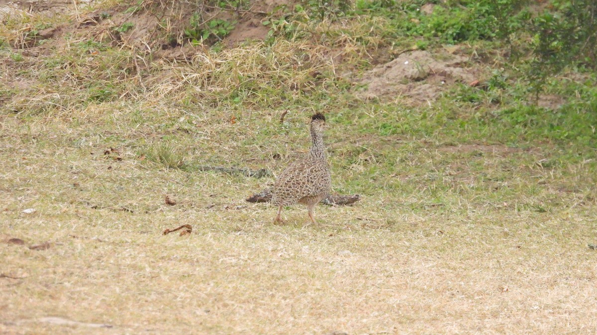 Brushland Tinamou - ML622001409