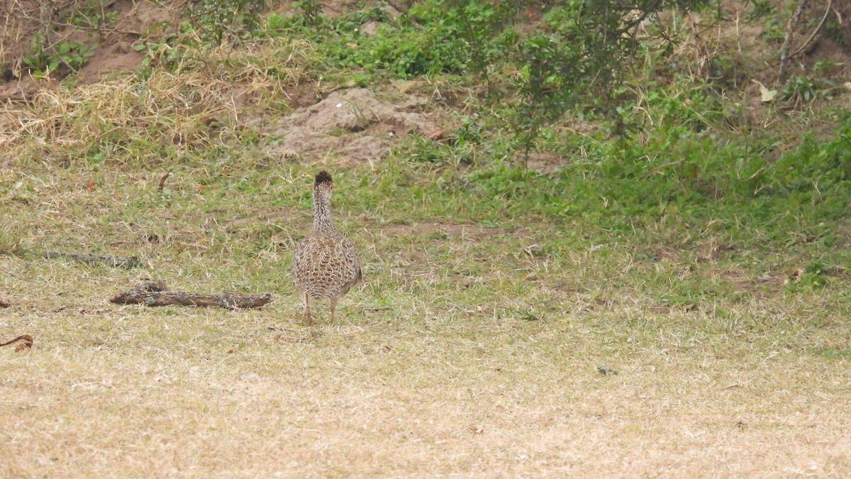 Brushland Tinamou - Hugo Valderrey