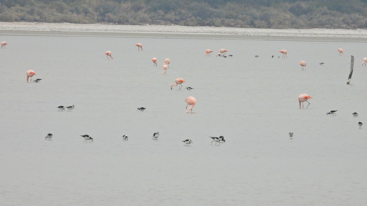 Chilean Flamingo - Hugo Valderrey