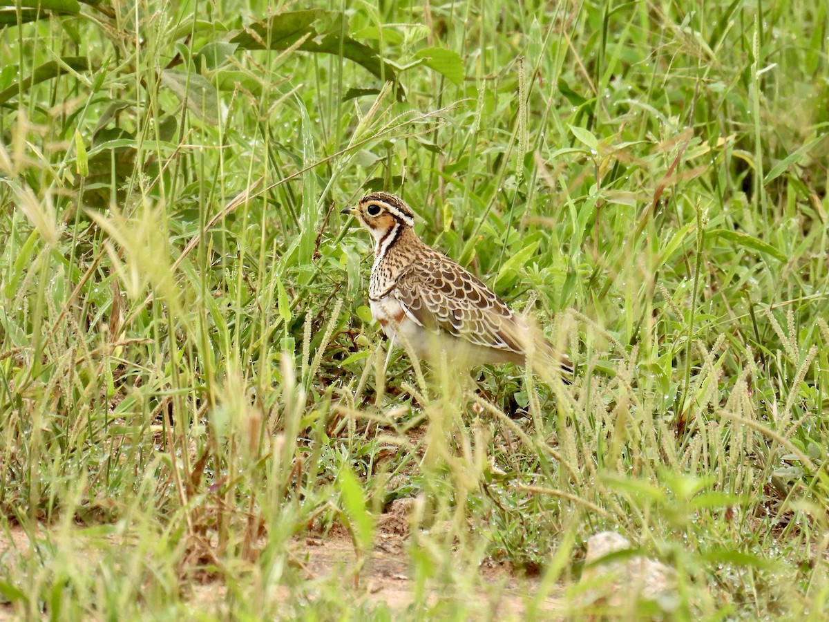 Three-banded Courser - Jeanne Tucker