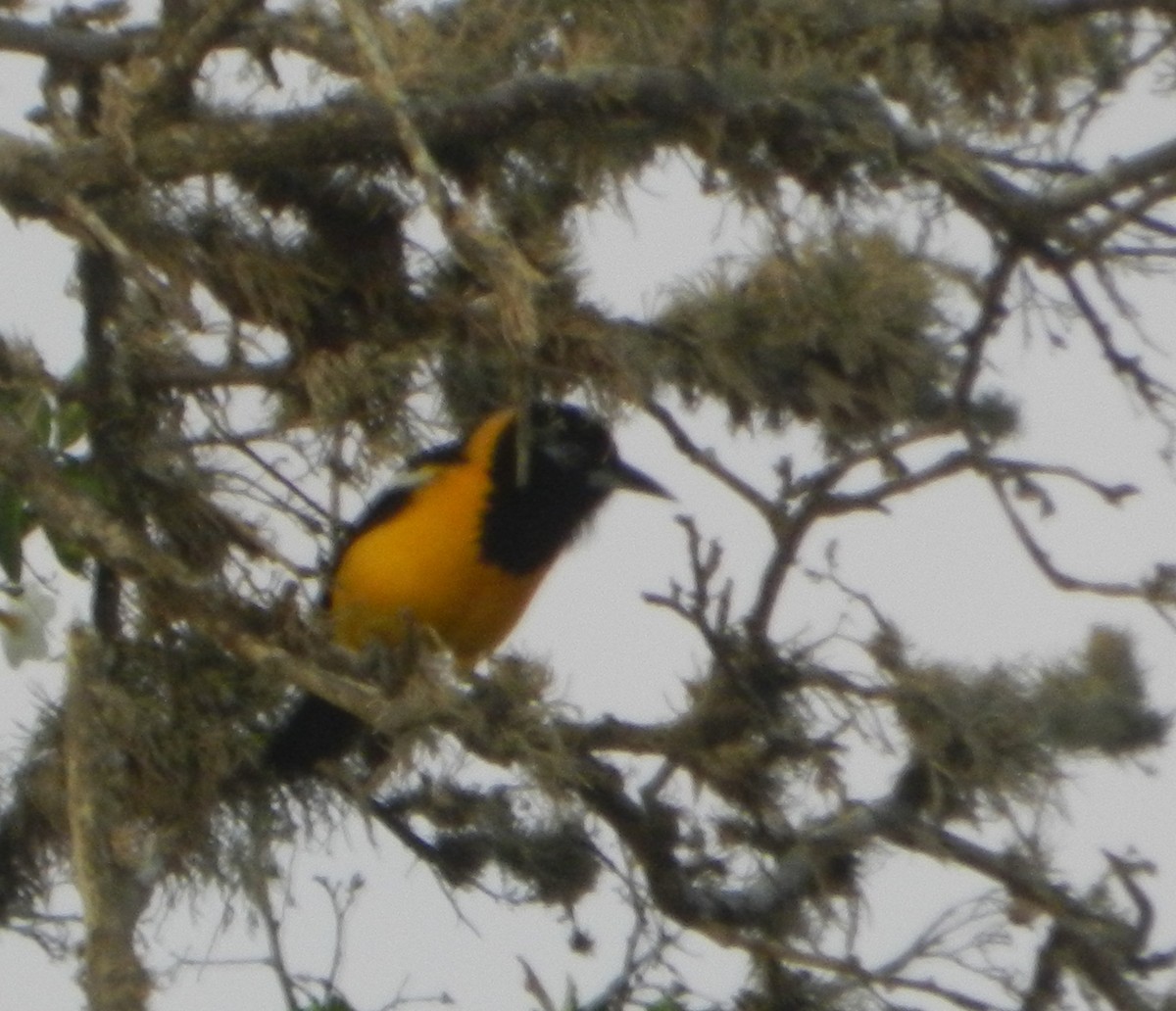 Venezuelan Troupial - Sabino Rafael Silva Rojas