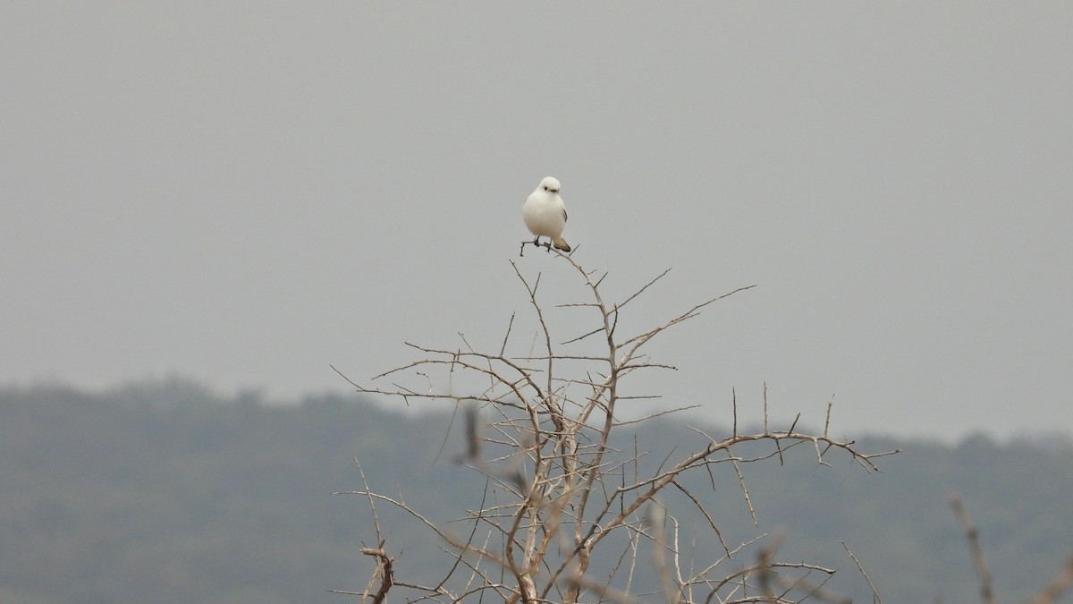 White Monjita - Hugo Valderrey