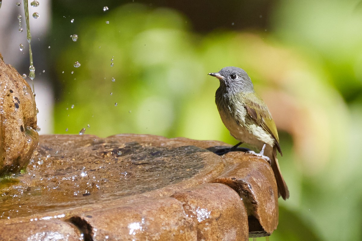 Streak-necked Flycatcher - ML622001437