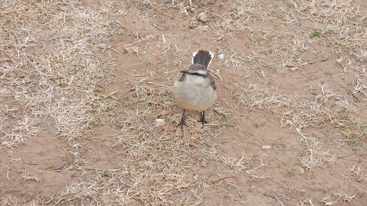 Sinsonte Calandria - ML622001439