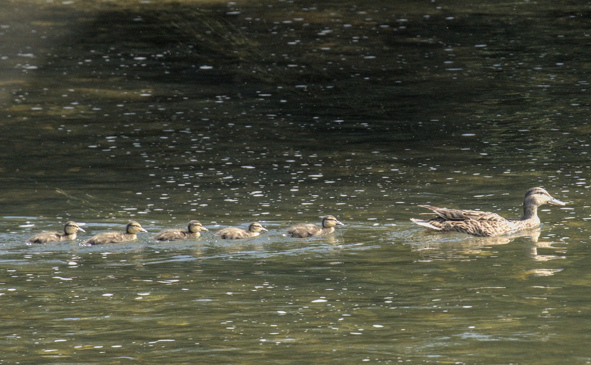 Mallard - ML622001440
