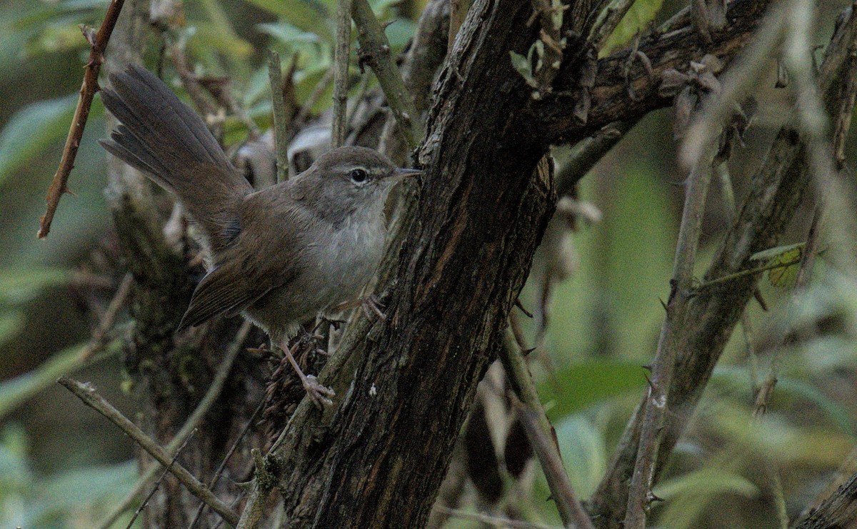 Cetti's Warbler - ML622001448