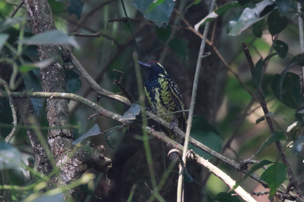 Yellow-spotted Barbet - ML622001449