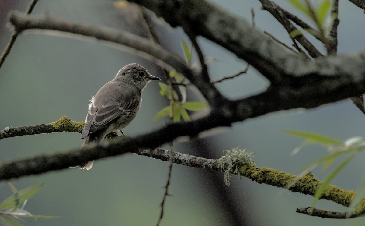 Spotted Flycatcher - ML622001452