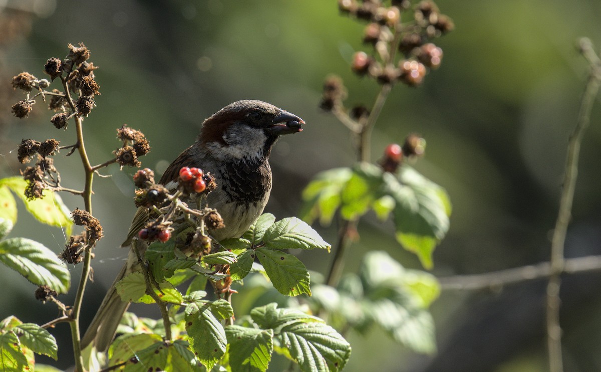 House Sparrow - ML622001455