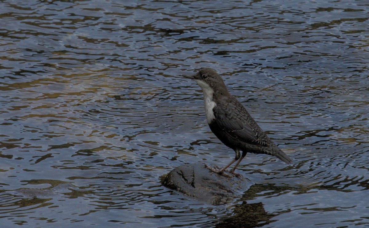 White-throated Dipper - ML622001460