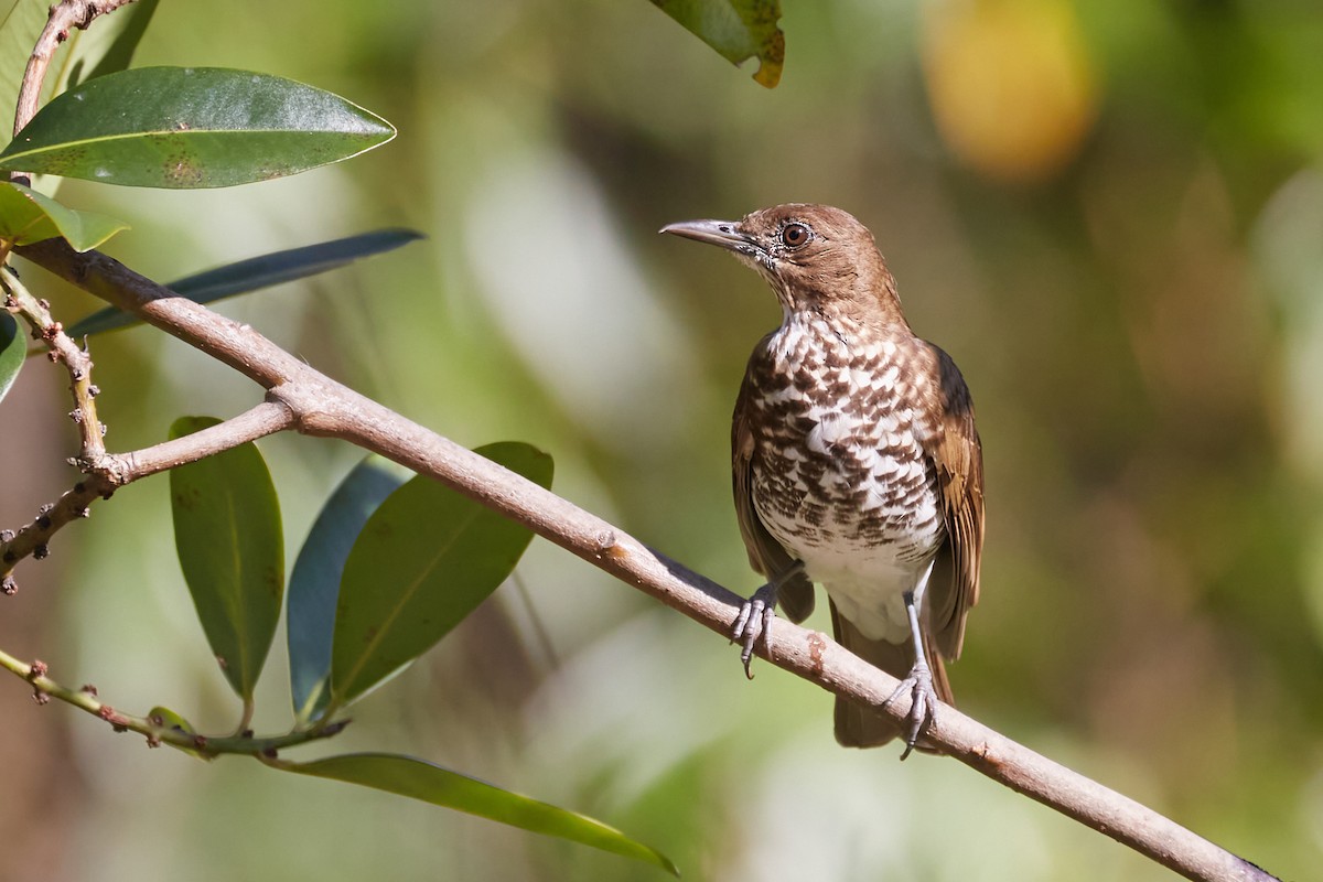 Marañon Thrush - ML622001468