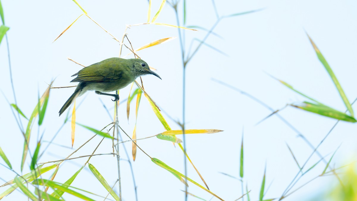 Sunda Honeyeater - ML622001476