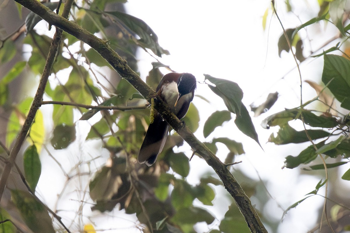 Javan Scimitar-Babbler - ML622001481