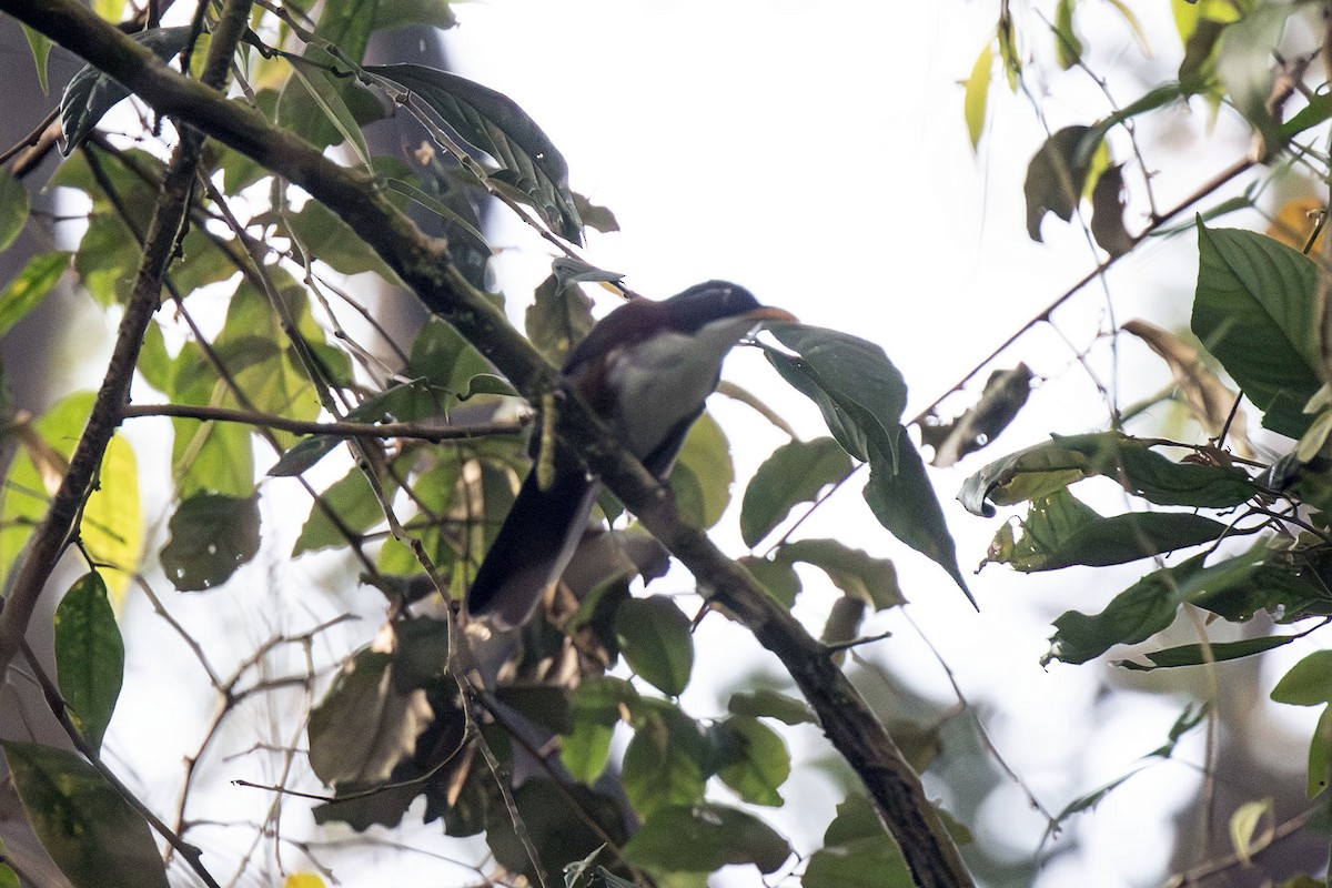Javan Scimitar-Babbler - ML622001487