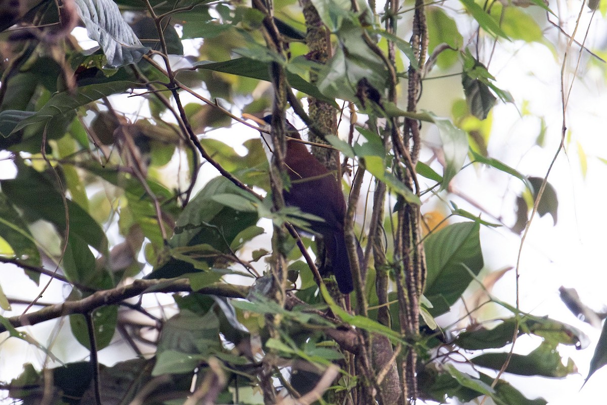 Javan Scimitar-Babbler - ML622001488