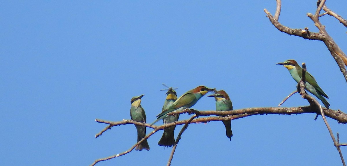 European Bee-eater - ML622001496