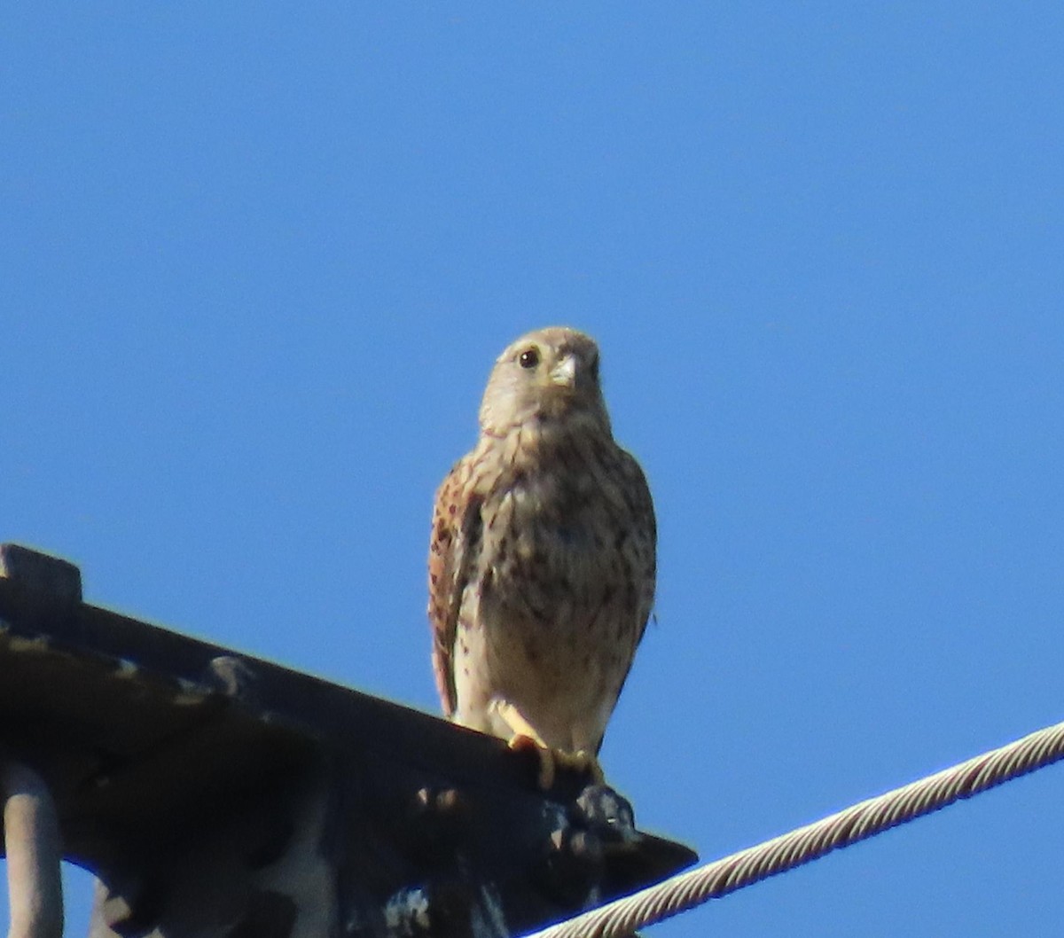 Eurasian Kestrel - Ana Bartolome