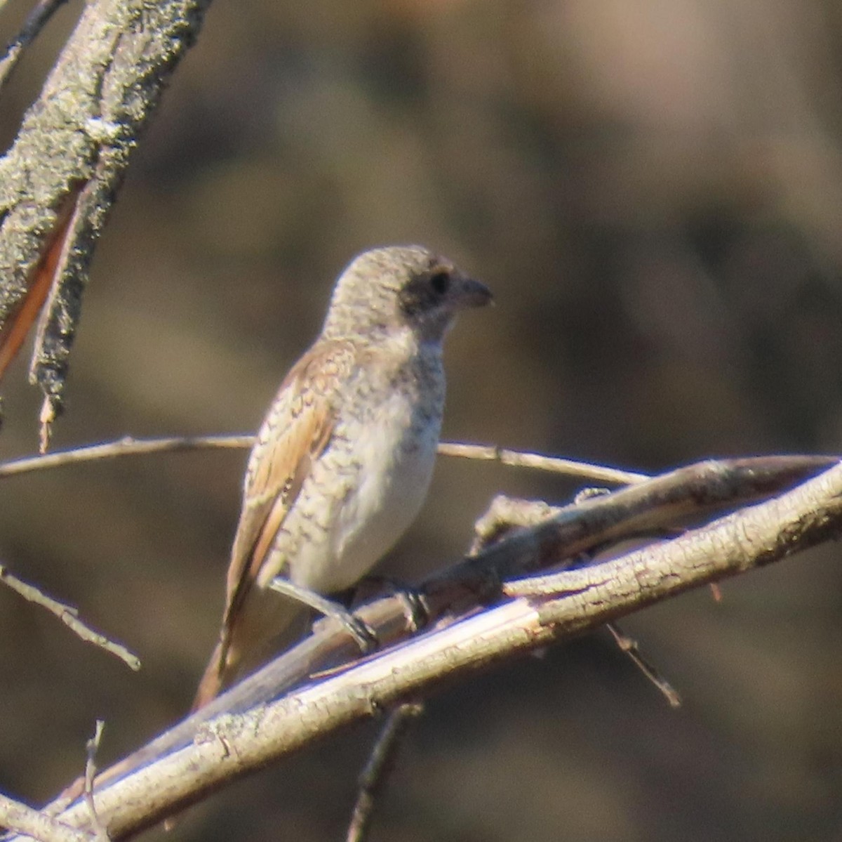 Woodchat Shrike - ML622001501