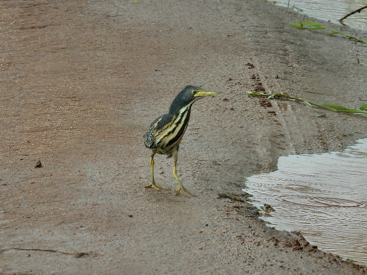 Dwarf Bittern - Jeanne Tucker