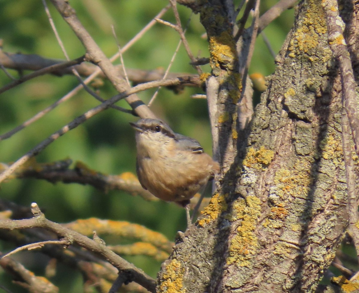 Eurasian Nuthatch - ML622001505