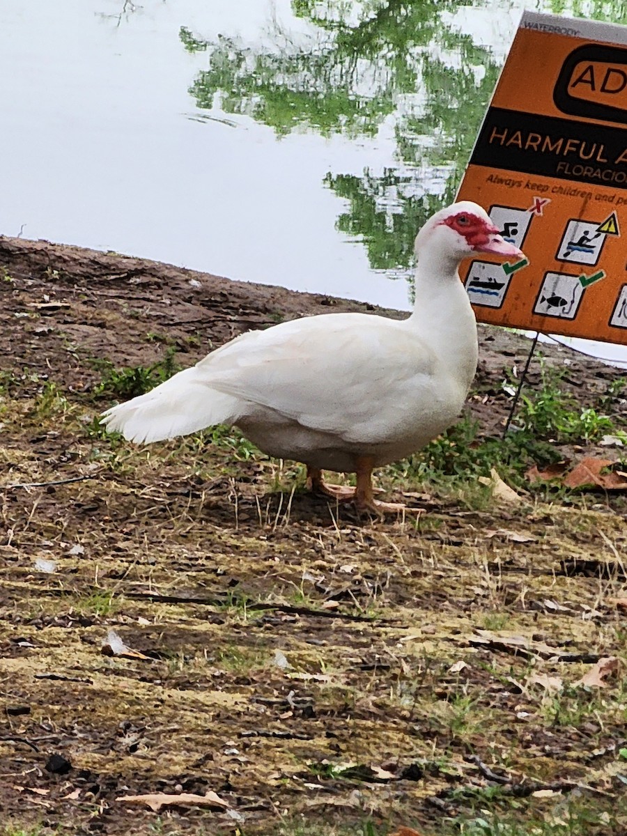 Muscovy Duck (Domestic type) - Jon Hills